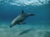 Wild Bottlenose Dolphin, Red Sea