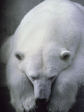 Polar Bear Lying Down