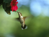 Female Ruby Throat Hummingbird, Archilochus Colubri