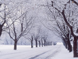 Maple Tree Grove in Winter, One of Four Seasons