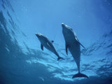 Mother and Calf Wild Bottlenose Dolphins