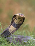 Buy Cobra in Strike Position at AllPosters.com