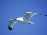 Seagull in Sky