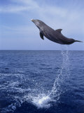 Buy Bottlenose Dolphin Jumping at AllPosters.com