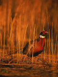 Ringneck Pheasant