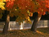 Fall Leaves and White Fence, Nevada City, CA