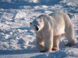 Polar Bear, Manitoba, Canada