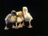 Buy Three Baby Ducks Standing at AllPosters.com