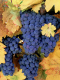 Zinfandel Grapes on Vine with Gold Fall Foliage, CA