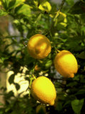 Buy Lemon Tree, Phoenix, Arizona at AllPosters.com