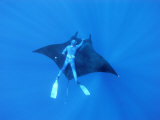 Diver Holds on to Giant Manta Ray, Mexico