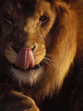 Buy Lion Licking His Chops at AllPosters.com