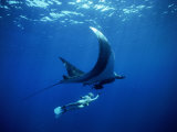 Diver Swims with Giant Manta Ray, Mexico