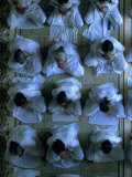 Monks Praying, Cao Dai Temple, Tay Ninh, Vietnam