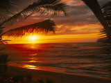 Buy Sunset on the Ocean with Palm Trees, Oahu, HI at AllPosters.com