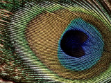 Buy Close-up of Peacock Feather at AllPosters.com