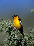 Northern Oriole