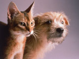 Portrait of a Dog and Cat