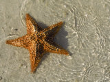 Starfish on the Beach