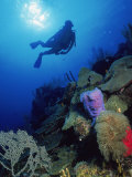 Silhouette of Scuba Diver Underwater, Honduras