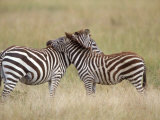 Burchell's Zebras, Serengeti, Tanzania