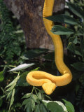 Eyelash Viper Snake, Costa Rica