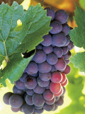 Buy Close-up of Grapes in Vineyard at AllPosters.com