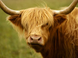 Long-Haired Cow, Scottish Highlands