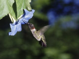 Male Ruby Throat Hummingbird, Archilochus Colubris