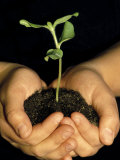 Hands Holding Seedling