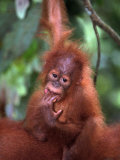 Baby Sumatran Orangutan, Indonesia
