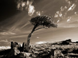 Bristle Cone Pine Tree, Mt. Evans, CO