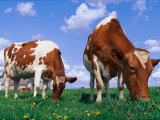 Two Cows Grazing in a Field