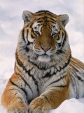 Siberian Tiger in Snow, Panthera Tigris Altaica