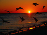 Seagulls FLying Over the Beach at Sunset, FL