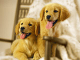 Buy Two Golden Retriever Puppies Sitting in Chair at AllPosters.com