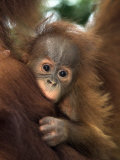 Baby Sumatran Orangutan, Indonesia