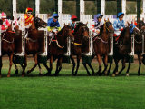Buy Horseracing, Start Gate, Australia at AllPosters.com