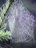 Spider Webs and Dew Drops