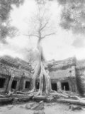 Ta Prohm Tree, Angkor, Cambodia