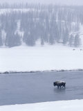 Bison in Yellowstone National Park