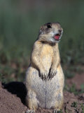 Buy White-Tailed Prairie Dog, Cynomys Gunnsioni, CO at AllPosters.com