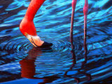 Buy Flamingo, Florida at AllPosters.com