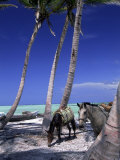 Buy Horses, Playa Juanillo, Dominican Republic at AllPosters.com