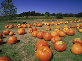 Buy Pumpkin Patch, CA at AllPosters.com