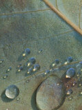Buy Fall Leaf with Rain Drops at AllPosters.com
