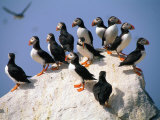 Puffins on Rock at Machias Seal Island