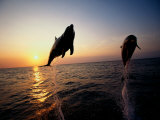 Bottle-Nose Dolphins