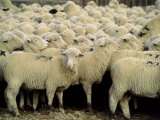 Herd of Sheep