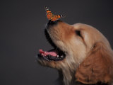 Golden Retriever with Butterfly on His Nose